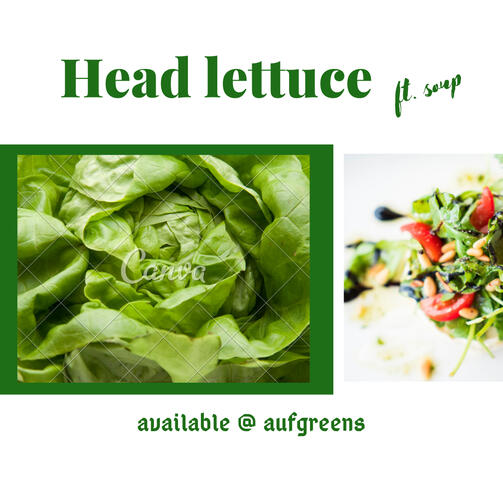 Head Lettuce