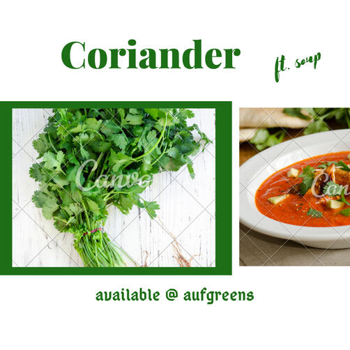 Coriander