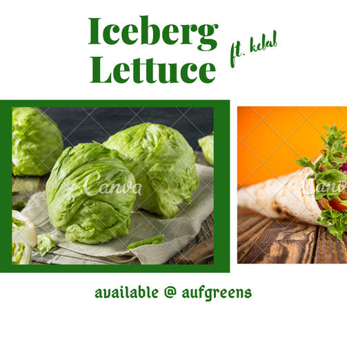 Iceberg Lettuce