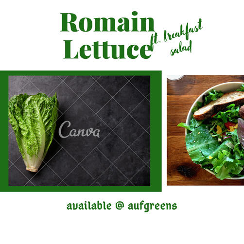 Romaine Lettuce