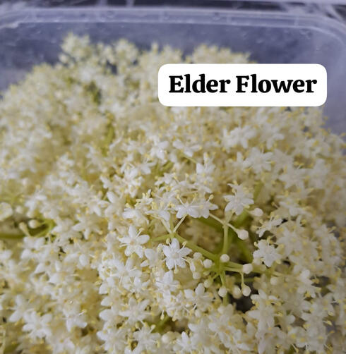 Edible Elder Flower